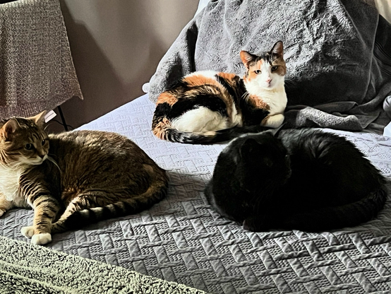 Three cats on a bed
