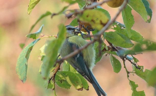 Une mésange bleue accrochée à une mirabelle qu'elle est en train de picorer. A blue tit clinging to a mirabelle plum which it is in the process of pecking.