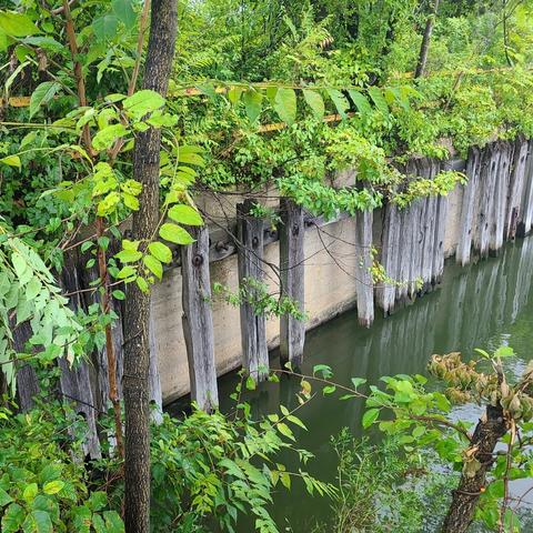 Photograph of an overgrown concrete piling structure along the edge of the water covered in various types of bushes, trees, and assorted greenery. There is a wooden edge along it as well. The water goes underneath the concrete piling structure.