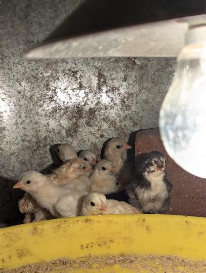 A group of newly hatched chicks huddled together under a lightbulb in a makeshift brooder