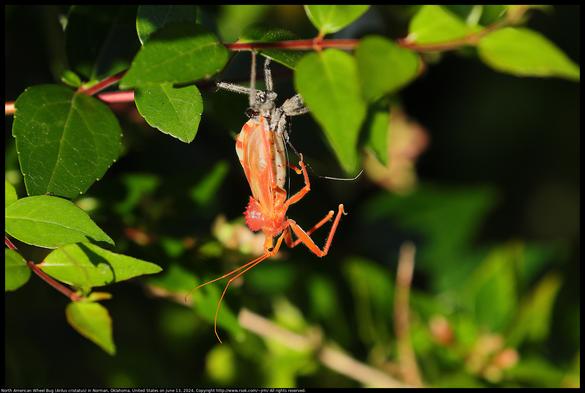 A North American Wheel Bug (Arilus cristatus) was molting in Norman, Oklahoma, United States on June 13, 2024. The bug was red while shedding old gray skin, but will be gray again soon.