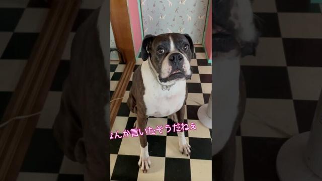 ご飯が欲しいと喋り出す犬#shorts #boxerdog #大型犬多頭飼い
