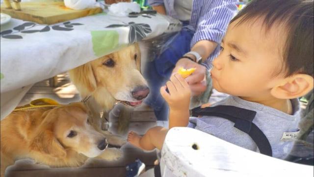 絶対に食べたい愛犬vs絶対にあげたくない息子のやり取りが微笑ましいww