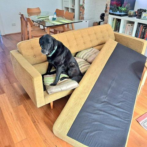 My black lab Jet caught sitting on the sofa, having dislodged the sofa bottom barricade!