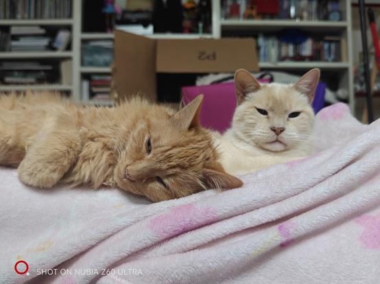 Dos gatos, uno canelo y otro blanco, reposan sobre una manta rosa