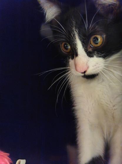 Un gato y blanco mira desde una esquina con sus ojos amarillos