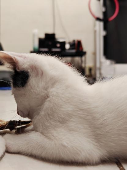 Una gata blanca y negra juega con un trozo de cartón