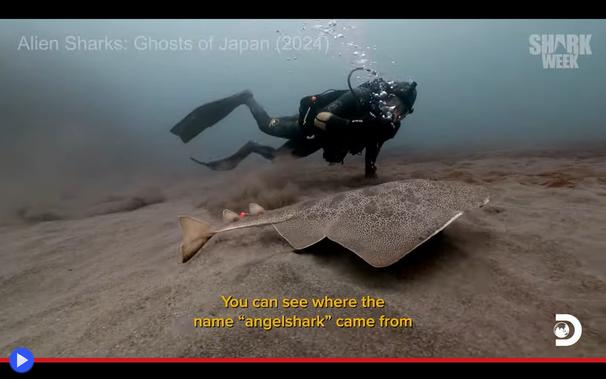 Uno squalo dalla forma appiattita nuota in prossimità del fondale, in parallelo ad un sub che lo osserva dall'alto.