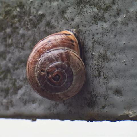 Schnecke / Snail