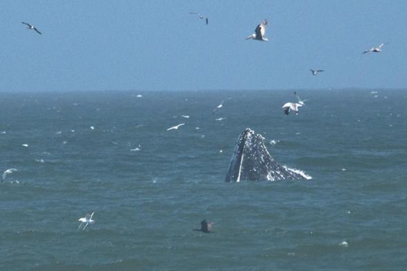 A photograph of the snout of a humpback whale protruding several feet above the ocean surface. The whale is surrounded by pelicans, gulls, and other seabirds taking advantage of the whale's advanced bubble fishing technique, which is a real thing the writer of this caption absolutely did not just make up.

The photographer showed up to a beach thinking he'd take some pictures of birds and coastlines and surfers, but ended up standing nearly motionless for the better part of two hours trying to get a better shot than this. The photographer's body is exacting a revenge usually reserved for a hard day of frantically rowing a rubber raft away from an irate bear. 

The whale ignored the photographer's repeated requests to pose near a banana, so the scale of this photograph must be inferred from the size of the pelicans which, to the best of the photographer's knowledge, are not of any exceptional size.