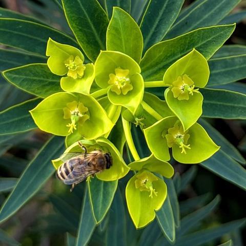 Little bee on a yellow flower of a green leaved coastal shrub called Euphorbia