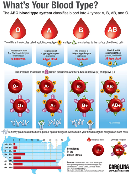 what’s your blood type? ABO blood type system infographic https://www.carolina.com/images/teacher-resources/infographics/bloodtype.jpg