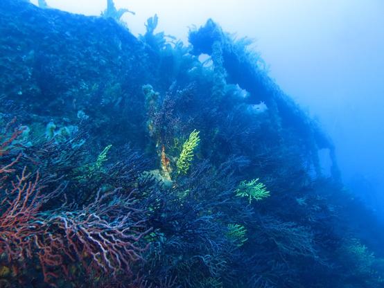 Sur le Grec aka Sagona - https://www.ulysseplongee.fr/blog/le-grec-le-sagona/
#wreck #scuba #plongee #hyeres #photography #underwater #grouper #diver #porquerolles