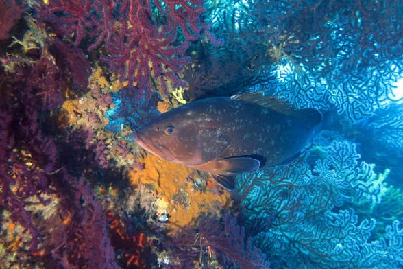 Sur le Grec aka Sagona - https://www.ulysseplongee.fr/blog/le-grec-le-sagona/
#wreck #scuba #plongee #hyeres #photography #underwater #grouper #diver #porquerolles