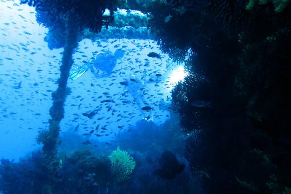 Sur le Grec aka Sagona - https://www.ulysseplongee.fr/blog/le-grec-le-sagona/
#wreck #scuba #plongee #hyeres #photography #underwater #grouper #diver #porquerolles
