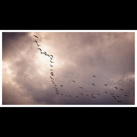 A flock of birds flying across a sunset.