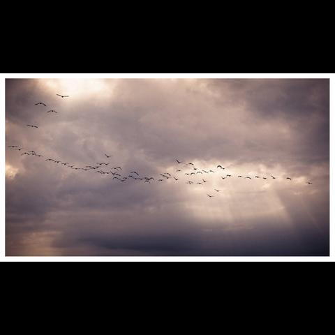 A flock of birds flying across a sunset.