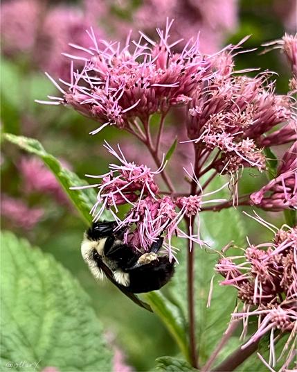 Closeup of a sleeping bumblebee on the Joe Pye Weed flower. The bee is hanging on the left side of the delicate pink flower. There are countless blurred pink flowers in the background. Green leaves, pink flowers, yellow and black bee. Peaceful.