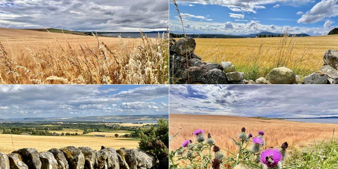 Four photo collage: yellow/orange, almost ripe,  barley fields and blue/grey cloudy skies. Top left and bottom right and left show a narrow strip of blue water (firth). Top right and bottom left show grey dry stone dykes in the foreground, covered in yellow moss and lichen.