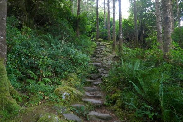 Stone trail in lush green environment