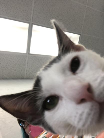 little grey and white kitten with his face very close to the phone and a person in a pink mask faintly visible above him, and flourescent lights above the person