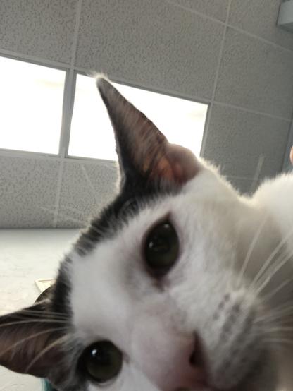little grey and white kitten with a pink nose and dark eyes, with his face very close to the phone , and flourescent lights above