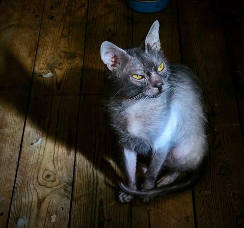 A lykoi dramatically litn