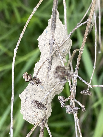 The focus is on a home made nest. The nest is viewed from above. It’s a triple peanut shape attached to a mint stem. Small stones are visible in the matrix. The background is out of focus greenery.