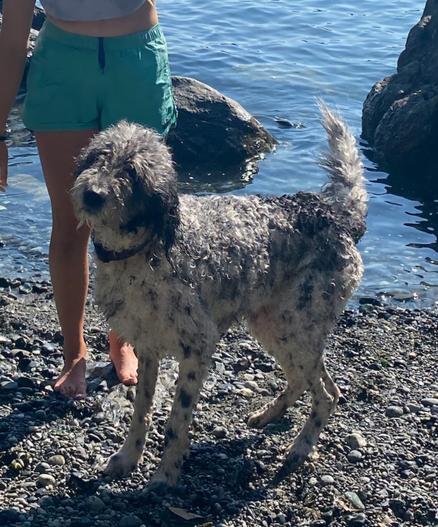 Large, fuzzy black and white dog, on the beach, drenched. One of his hips is twisted a bit, ready to start the shake