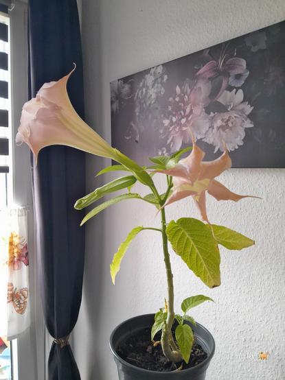 Junge Pflanze,Engelstrompete ca 30 cm hoch mit jetzt nur noch 3 Blüten. Eine hat der Regen runter geholt bevor wir sie gestern rein geholt haben.