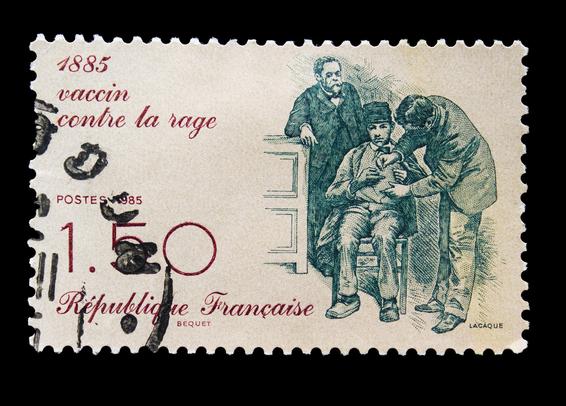 French postage stamp of 1985 to celebrate hundredth anniversary of the discovery of the rabies vaccine.

Louis Pasteur developed the earliest effective vaccine against rabies that was first used to treat a human bite victim on 6 July 1885. He produced the vaccine by growing the virus in rabbits, and then weakening it by drying the affected nerve tissue. The rabies vaccine was initially created by Emile Roux, a French doctor and a colleague of Pasteur, who had produced a vaccine using this method.