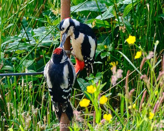 Pair of woodpeckers, adult feeding juvenile.