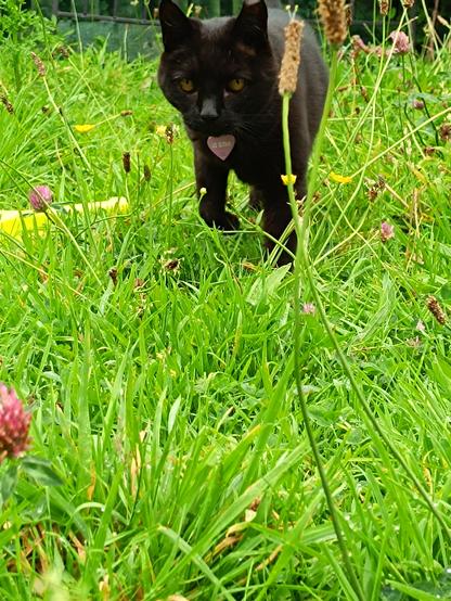 Black cat stomping through uncut lawn populated with grass and wildflowers