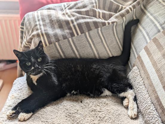 Eine schwarze Katze mit weißer Brust und weißen Pfoten liegt auf einer Decke