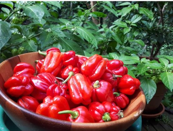 A wooden bowl filled with red chillies. In the background some chilli plants with some unripe fruits.