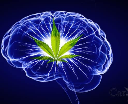 Illustration of a sapphire blue brain with a green cannabis leaf  superimposed. The center of the brain is white with lightning bolts emitting from the cannabis leaf appearing to represent electrical impulses.