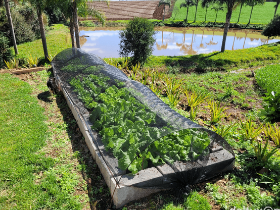 A mini garden covered in shade and delimited by concrete blocks, where several very green lettuce plants can be seen. To theleft there it is short grass and a young, furry black and white cat. To the right and back there is a descent where pineapple plants can be seen and there is a pond at the bottom.

[Portuguese] Uma mini horta coberta por sombrite e delimitada por blocos de concreto, onde vários pés de alface bem verdes podem ser vistos. À sua esquerda, há grama curta e um gato preto e branco, jovem e peludo. À direita e atrás há uma descida onde são vistos pezinhos de abacaxi e há no fundo um açude.