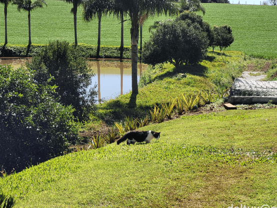 An young black and white cat walking on green grass, seen at some istance.  There is a pond with some trees and a wheat field next.