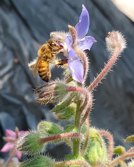 A close up photo of a fuzzy bee feeding on a purple borage flower. Side profile view. The borage stalk & flower buds are very fuzzy.