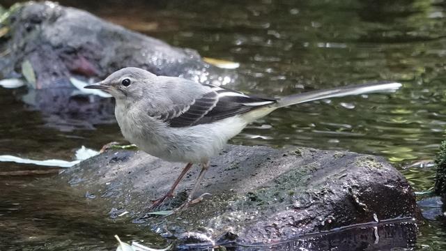 A grey wagtail standing facing left on a rock in a river. It has a white undercarriage, grey upper body and head, black wings, and a grey tail.