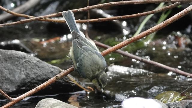 A young blue tit leaning forward from a thin branch into a river. It has a greenish/blue body, a dark band on its head, and tail up. Very fluffy.