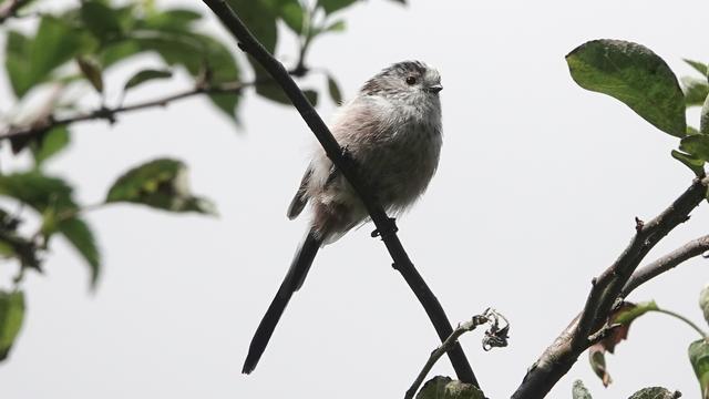 A young and very fluffy long tailed tit sitting on a branch in a tree against a white sky. It is facing to the right, with its tail behind down left.
