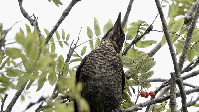A bird with a beige/brown speckled tummy and neck viewed from below, sitting in a tree. It has a very pointed (almost dinosaur like) head.