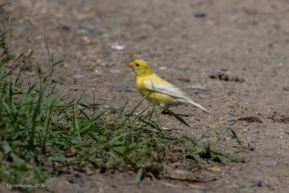 Leucistic American Goldfinch foraging on a dirt path. Dark pigmentation on the wings and tail is replaced with white.