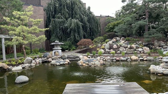 A small Japanese garden. Pond at the forefront. Rocks small and large are placed around the paths and other places in the garden. Trees and bushes all around the Garden.