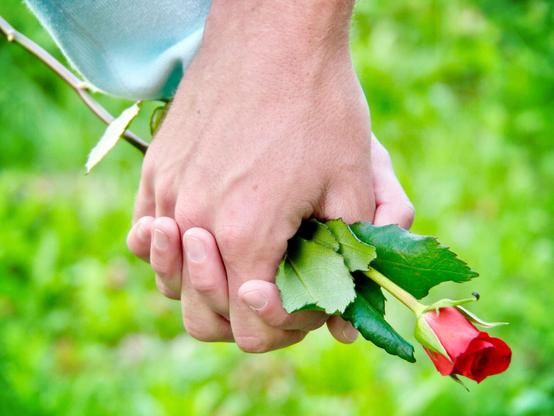 Two hands holding a single red rose.