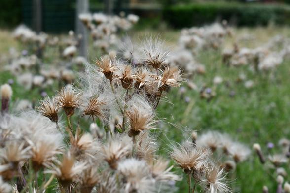campo con hierba y en primer plano hay unas plantas acabadas en bola de pelos blancas que poco a poco se las lleva el viento