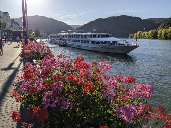 Ein Flusskreuzfahrtschiff mit Blumen im Vordergrund liegt in Boppard an.