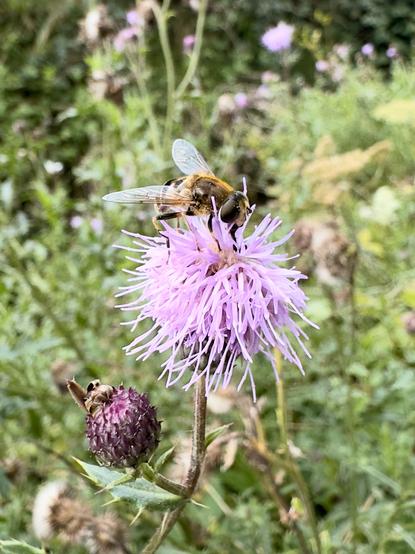 Eine Schwebefliege, die auf einer lila Distelblüte in einem üppigen grünen Feld sitzt.

A hoverfly sitting on a purple thistle flower in a lush green field.