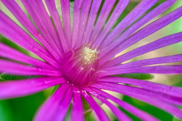 The image is a macro photo of a vibrant magenta-colored flower from a plant known as Delosperma cooperi, commonly called the "Hardy Ice Plant" or "Trailing Ice Plant." The flower has long, narrow petals that radiate outwards from the center, resembling a sunburst. The central part of the flower is slightly darker in color, with tiny, soft yellowish structures that are likely the stamens. The background is blurred, with hints of green, which highlights the vividness of the flower itself. The focus is primarily on the flower's core, emphasizing the intricate details of its petals and reproductive structures.